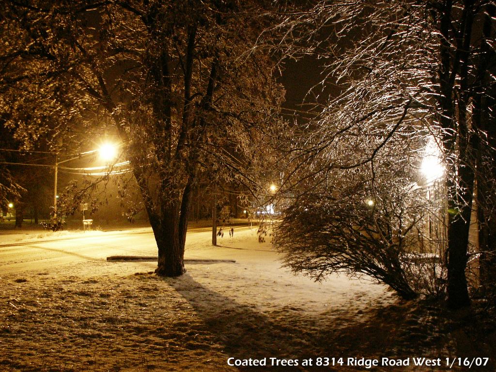 Coated trees after freezing rain in Brockport/Clarkson, New York